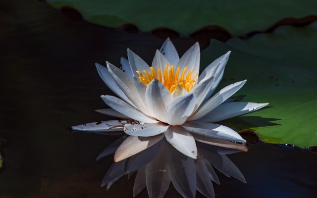 Upclose of a white water lily and lily pads