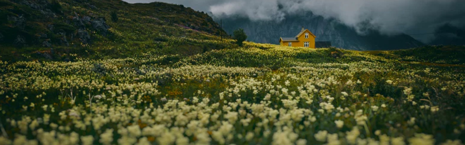 Open field of wildflowers with a yellow house and mountains in the background